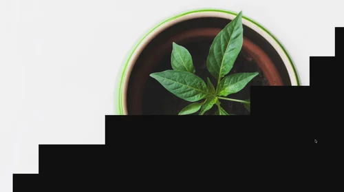 Smooth website transition
